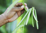 Sambava leaves nobody indifferent. The naturally-friendly population,the floating fragrance of vanilla and the unusual architecture of its streets